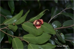 Miliusa leschenaultii